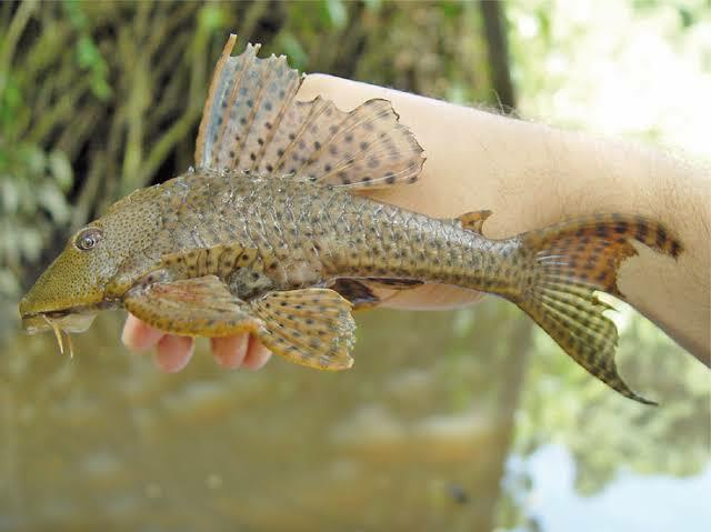 Ikan Sapu-sapu, Apakah Aman Di Makan? Berikut Fakta-faktanya Gan! 