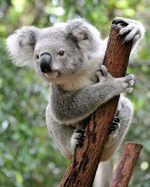 Dikira Imut dan Jinak, Wanita Ini Malah 'DISERANG' Seekor Koala Di Jalan ! Kok Bisa ?