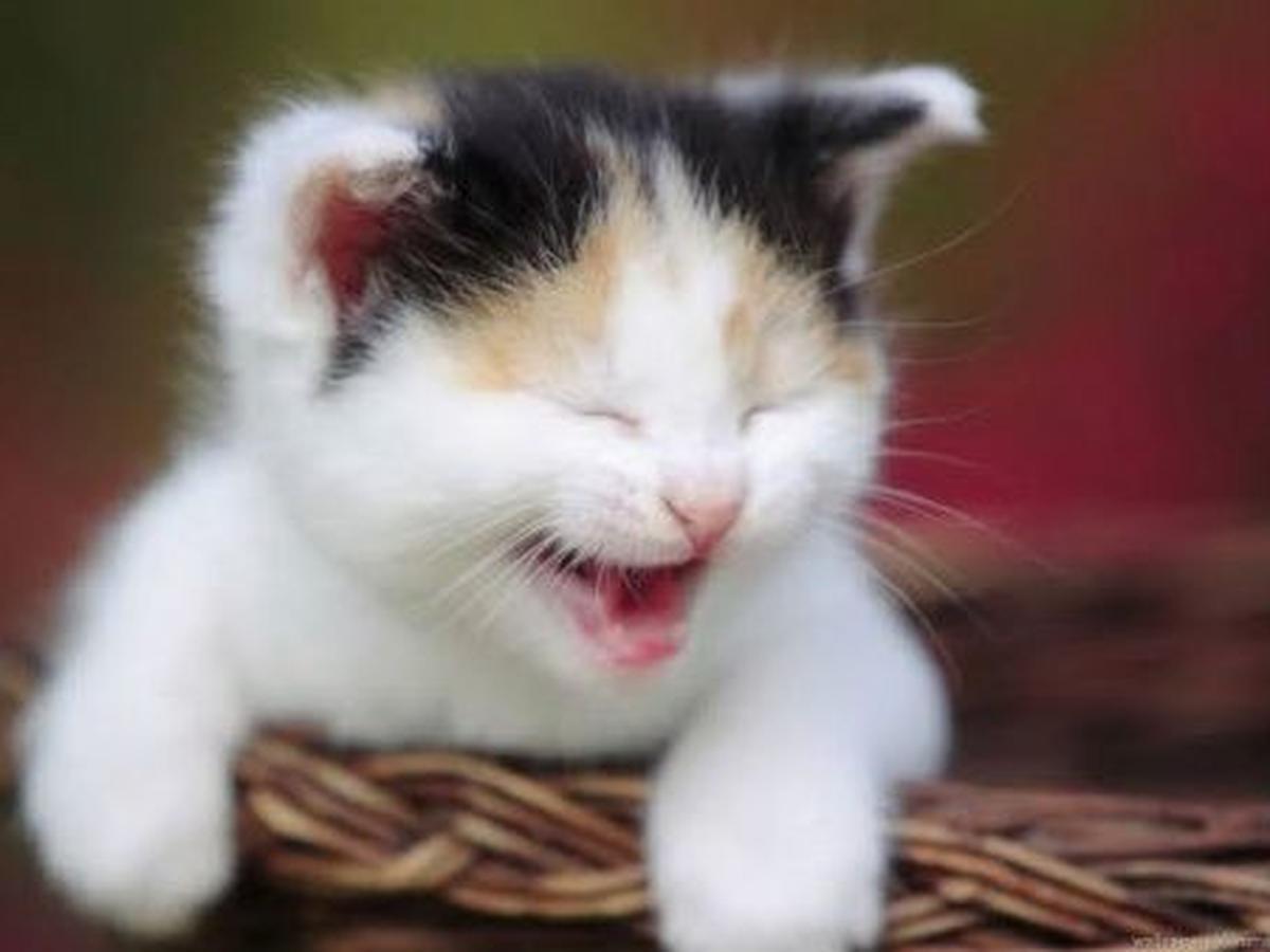 Kisah Penyelamatan Kucing Yang Bikin Ane Terharu