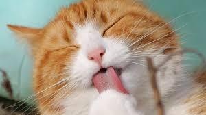 Kisah Penyelamatan Kucing Yang Bikin Ane Terharu