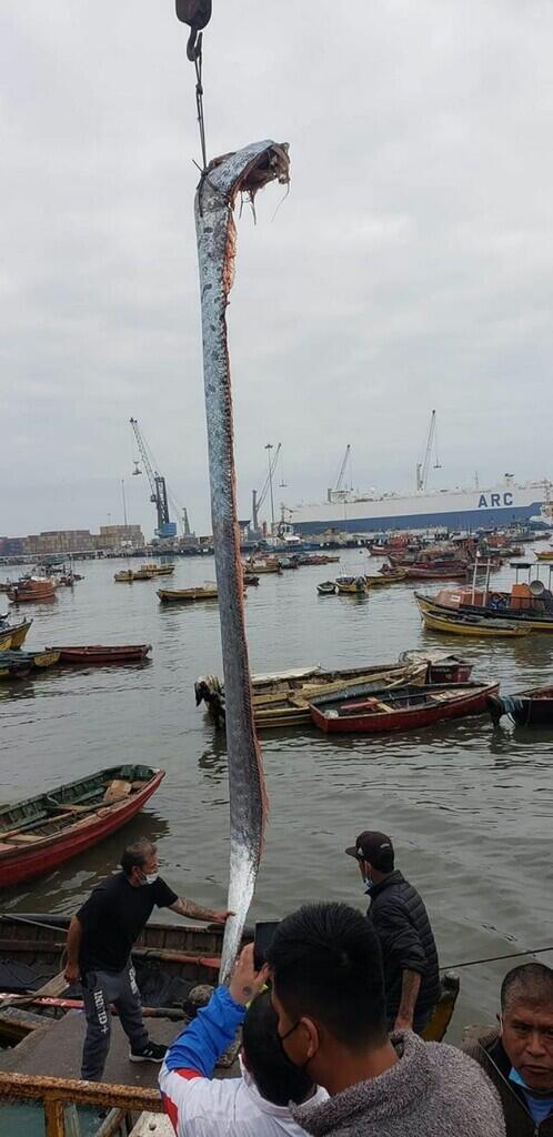 Wao, Nelayan ini Berhasil Tangkap Oarfish, Ikan Yang Hidup Dikedalaman Laut