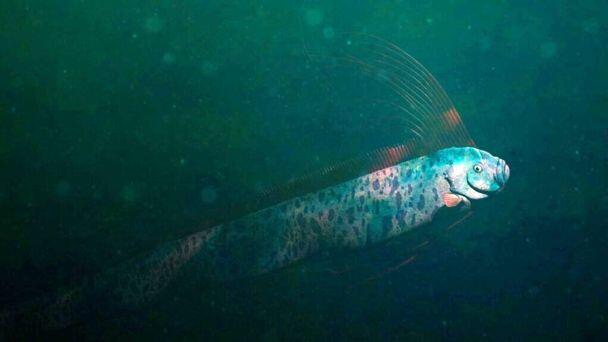 Wao, Nelayan ini Berhasil Tangkap Oarfish, Ikan Yang Hidup Dikedalaman Laut