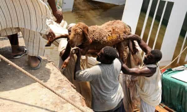 Miris! 15.000 Ekor Kambing Tenggelam Di Laut Sudan! Siapa Yang Salah?