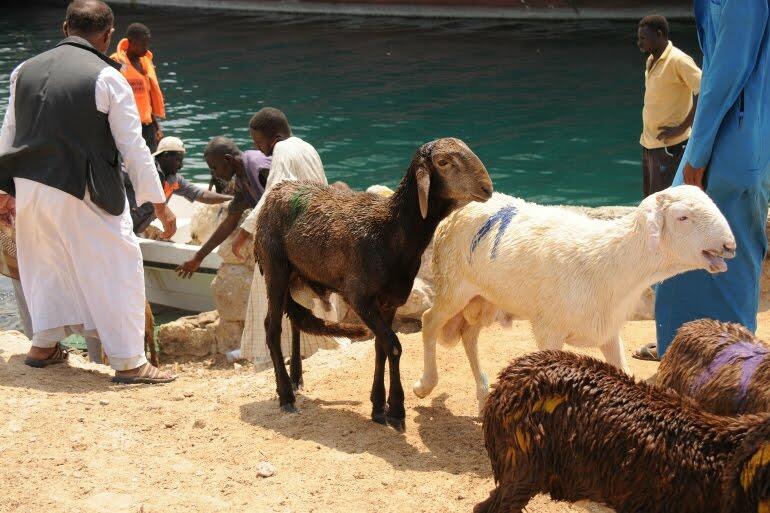 Miris! 15.000 Ekor Kambing Tenggelam Di Laut Sudan! Siapa Yang Salah?