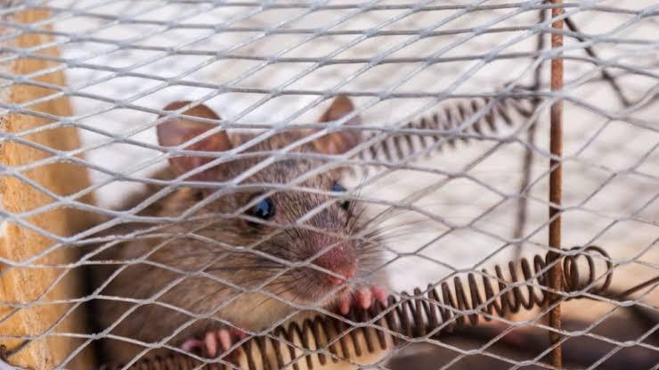 Oh, Ternyata Begini Cara Membuang Tikus Hidup Masih Dalam Perangkapnya? (Good Share)