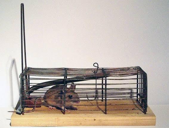 Oh, Ternyata Begini Cara Membuang Tikus Hidup Masih Dalam Perangkapnya? (Good Share)
