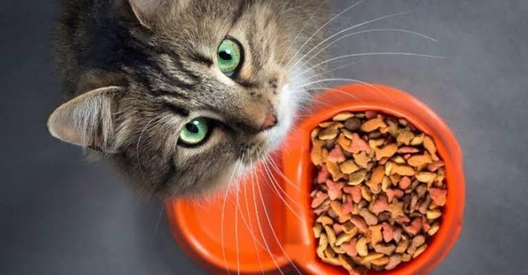 Kenapa Tidak Dijual Makanan Kucing Rasa Tikus Padahal Kesukaannya? Inikah Alasannya?