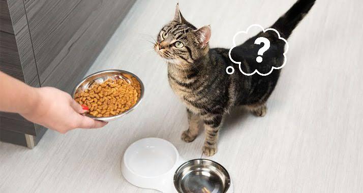 Kenapa Tidak Dijual Makanan Kucing Rasa Tikus Padahal Kesukaannya? Inikah Alasannya?