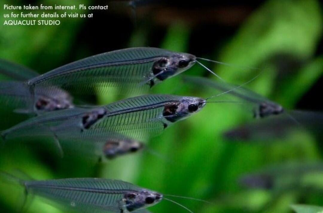 7 Ikan Unik dan Langka dengan Perawakan yang Menyeramkan