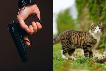Brigjen NA Tembak 6 Kucing Hingga Tewas dengan Alasan Nakal, Apakah Bisa Dibenarkan?