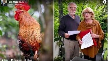 Lansia Menggugat Tetangganya Ke Pengadilan, Gara-Gara Ayam Miliknya Sering Berkokok!