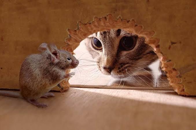 Si Tikus, Dari Perusak Kabel Hingga Masuk Ke Dalam Vagina!