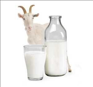 RAHASIA SUSU ETAWA SEBAGAI LANGKAH AWAL TERAPI NYERI TULANG & SENDI