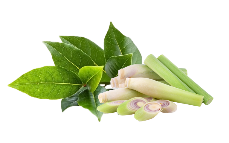 RAHASIA SUSU ETAWA SEBAGAI LANGKAH AWAL TERAPI NYERI TULANG & SENDI