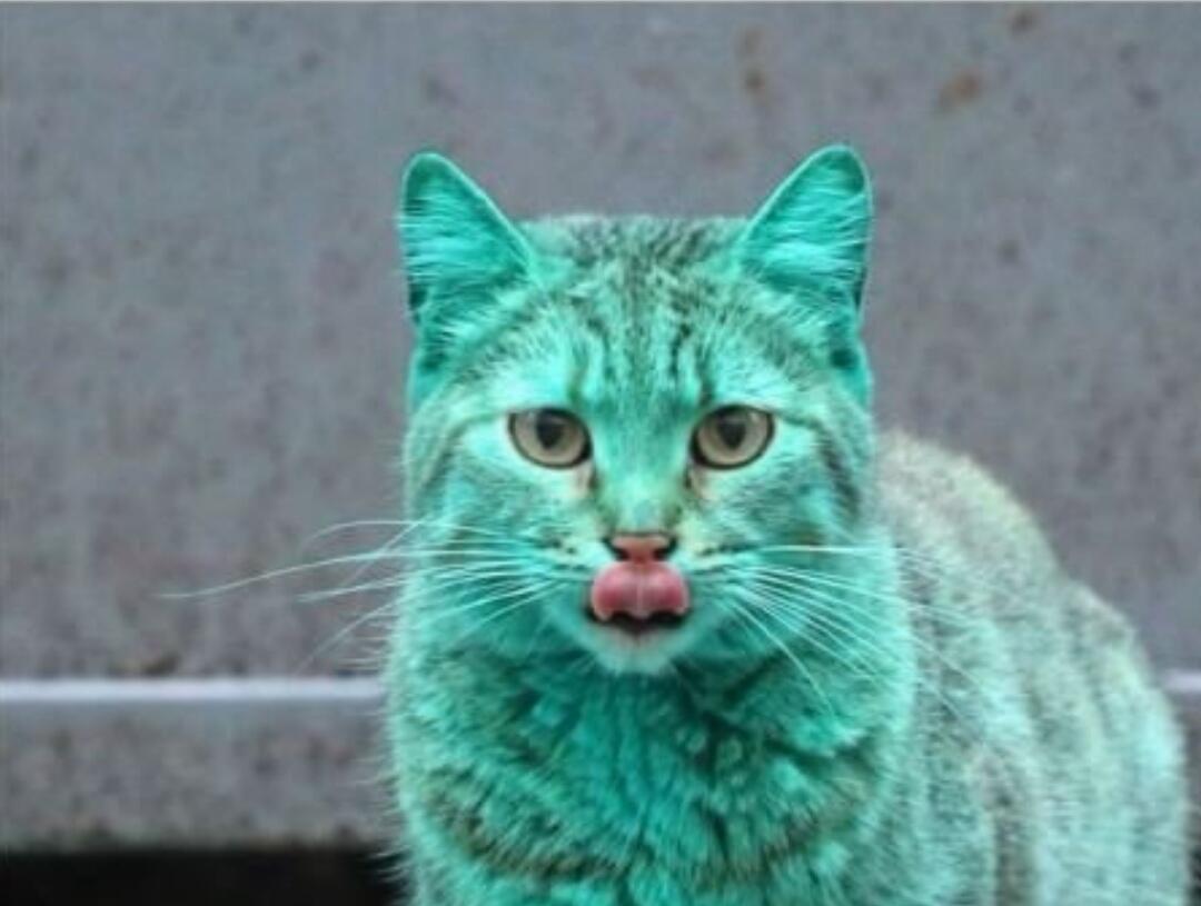 Menakjubkan! Penemuan Kucing Berwarna Hijau Tosca di Bulgaria