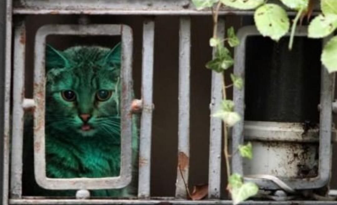 Menakjubkan! Penemuan Kucing Berwarna Hijau Tosca di Bulgaria