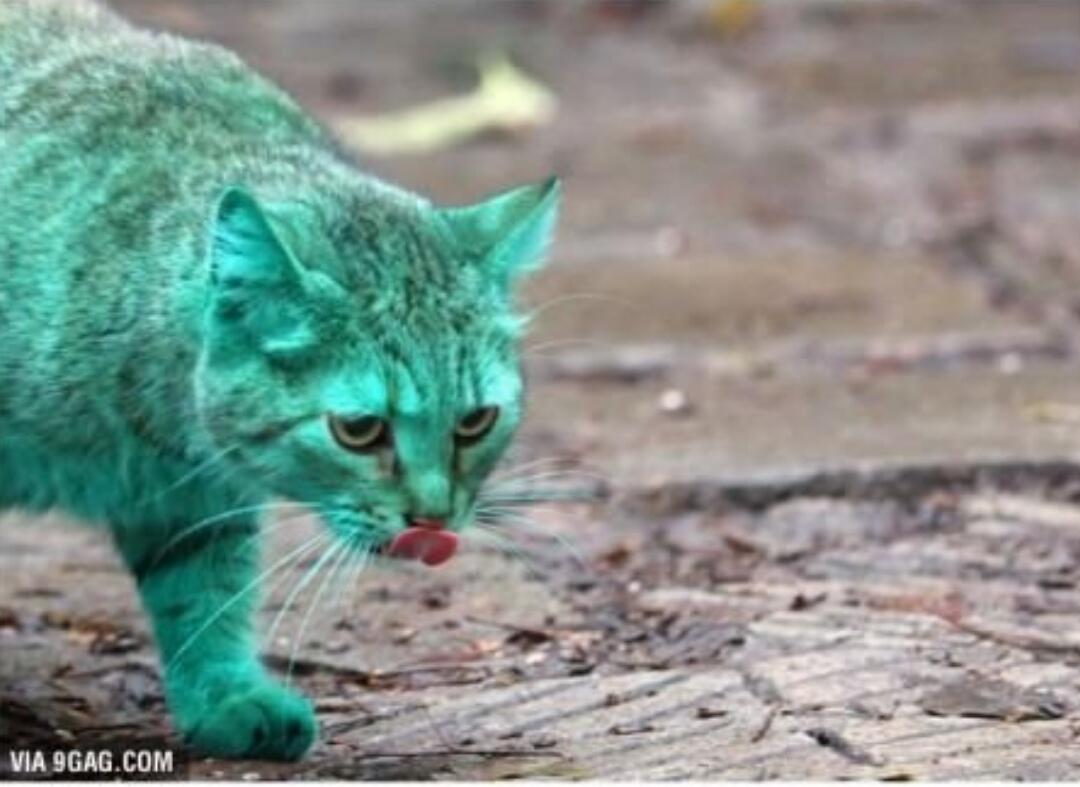 Menakjubkan! Penemuan Kucing Berwarna Hijau Tosca di Bulgaria