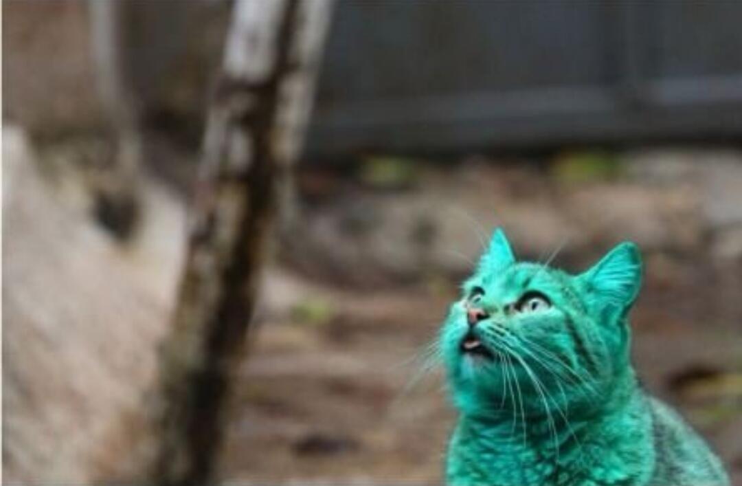 Menakjubkan! Penemuan Kucing Berwarna Hijau Tosca di Bulgaria