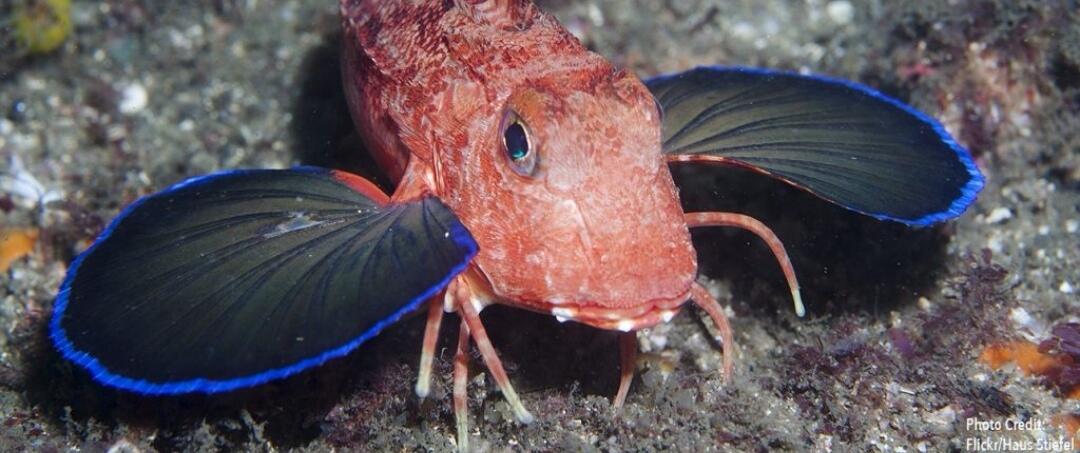 7 Ikan dengan Perawakan Unik yang Belum Pernah Kamu Lihat. Menakjubkan! 