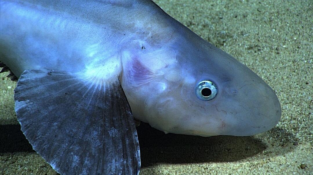 7 Ikan dengan Perawakan Unik yang Belum Pernah Kamu Lihat. Menakjubkan! 