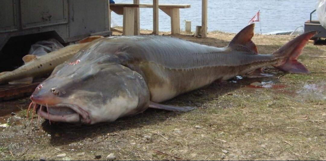 7 Ikan dengan Perawakan Unik yang Belum Pernah Kamu Lihat. Menakjubkan! 