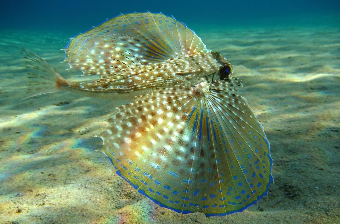7 Ikan dengan Perawakan Unik yang Belum Pernah Kamu Lihat. Menakjubkan! 