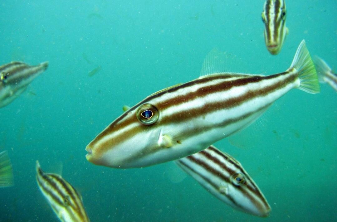 7 Ikan dengan Perawakan Unik yang Belum Pernah Kamu Lihat. Menakjubkan! 