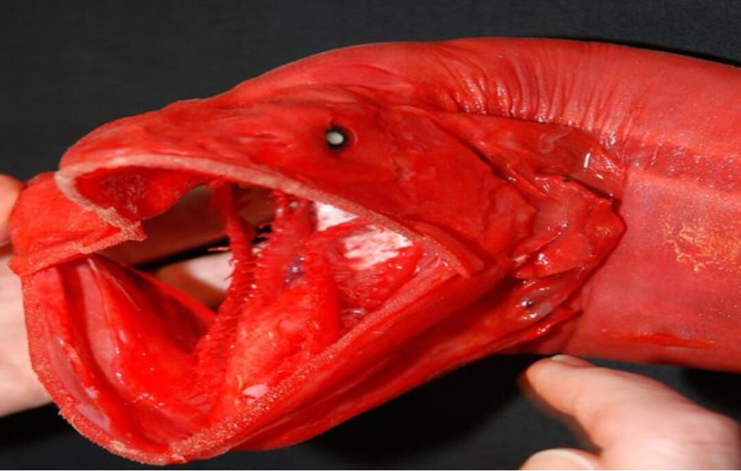 7 Ikan dengan Perawakan Unik yang Belum Pernah Kamu Lihat. Menakjubkan! 