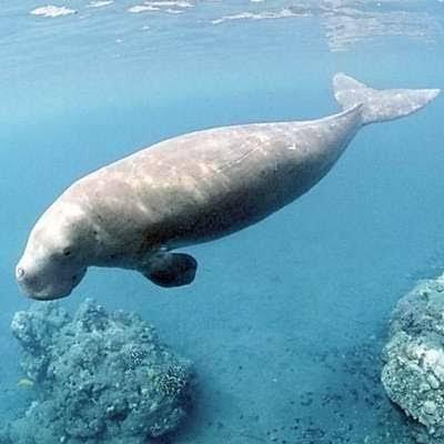 Dugong Resmi Punah Di Perairan China! Waspada Bisa Punah Di Tempat Lain.