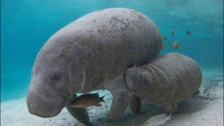 Dugong Resmi Punah Di Perairan China! Waspada Bisa Punah Di Tempat Lain.