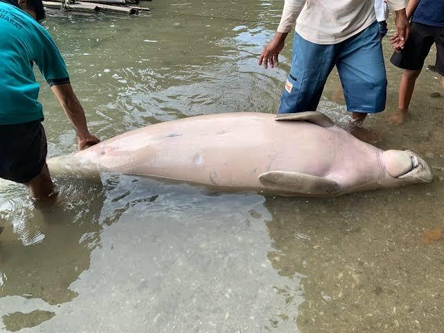 Dugong Resmi Punah Di Perairan China! Waspada Bisa Punah Di Tempat Lain.