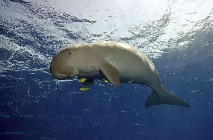 Dugong Resmi Punah Di Perairan China! Waspada Bisa Punah Di Tempat Lain.