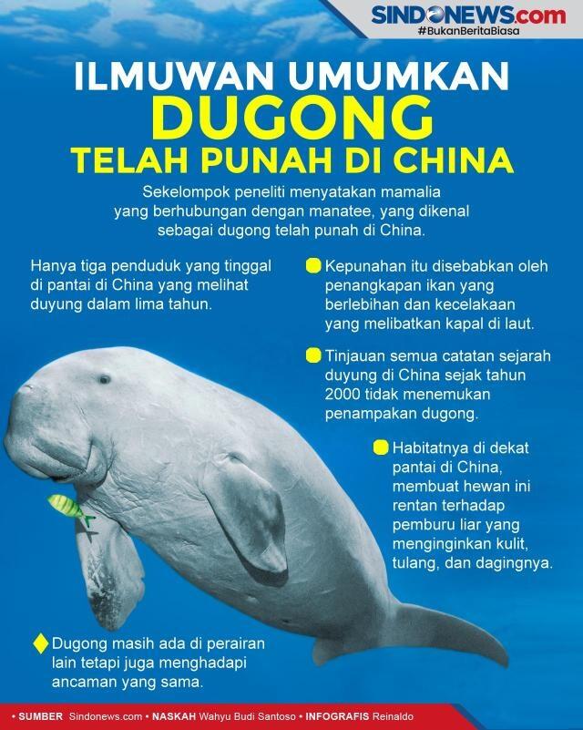 Dugong Resmi Punah Di Perairan China! Waspada Bisa Punah Di Tempat Lain.