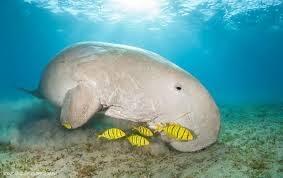 Dugong Resmi Punah Di Perairan China! Waspada Bisa Punah Di Tempat Lain.