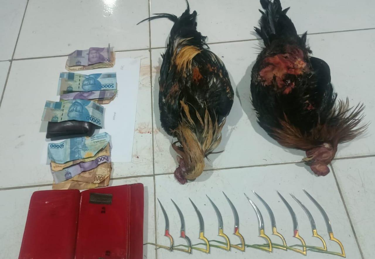 Polres Toraja Utara Tangkap Empat Pelaku Judi Sabung Ayam