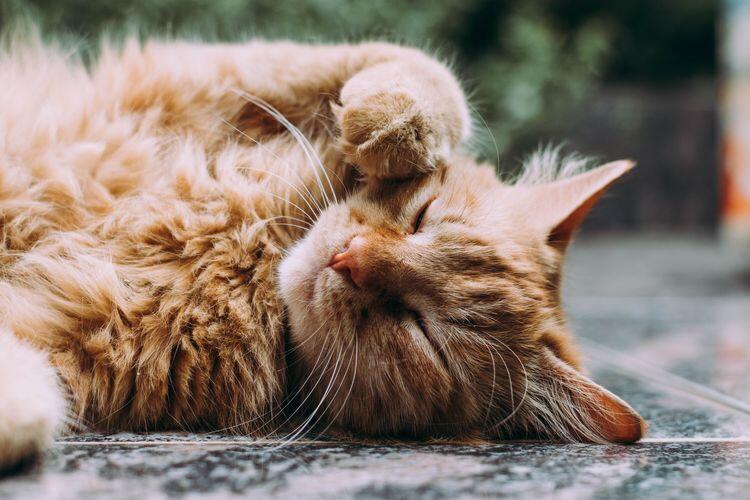 Detik-detik Rumah Singgah Clow Evakuasi Sebagian Kucing di Sesko TNI Bandung 