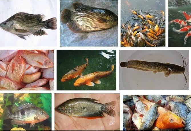 7 Ikan Air Tawar Favorit Para Pemancing Indonesia! Kamu Paling Suka Yang Mana Gan?