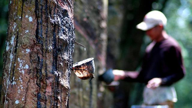 Harga BBM Naik Tapi Harga Karet Turun, Petani Karet Bingung Mau Makan Apa?