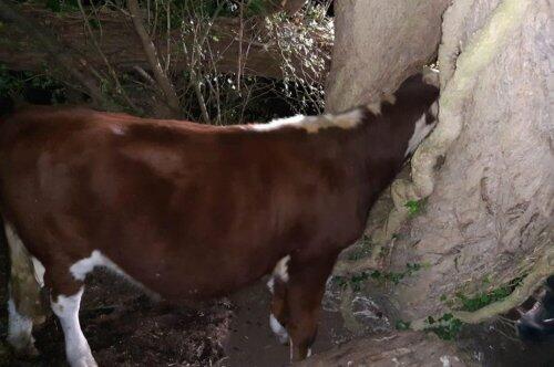 Seekor Sapi Tersangkut Kepalanya Ke Batang Pohon? Kok Bisa?