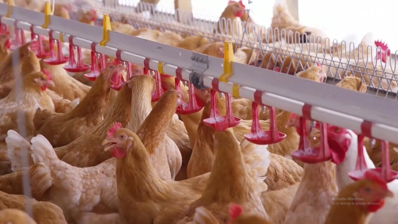 Begini Proses Pertenakan Ayam Moderen Untuk Menghasilkan Telur dan Daging Ayam
