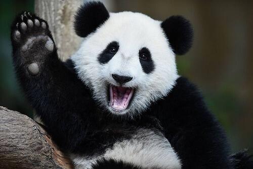 Biden Tiba-Tiba Sebut G20 Bali dan Xi Jinping, Kenapa?