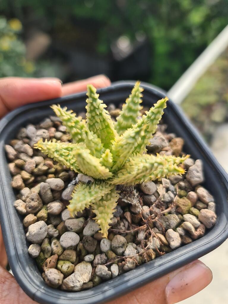 Lidah Buaya Hybrid ( Aloe Hybrid ) 