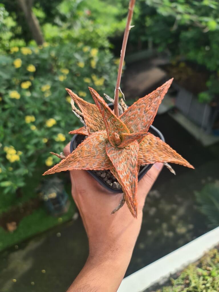 Lidah Buaya Hybrid ( Aloe Hybrid ) 