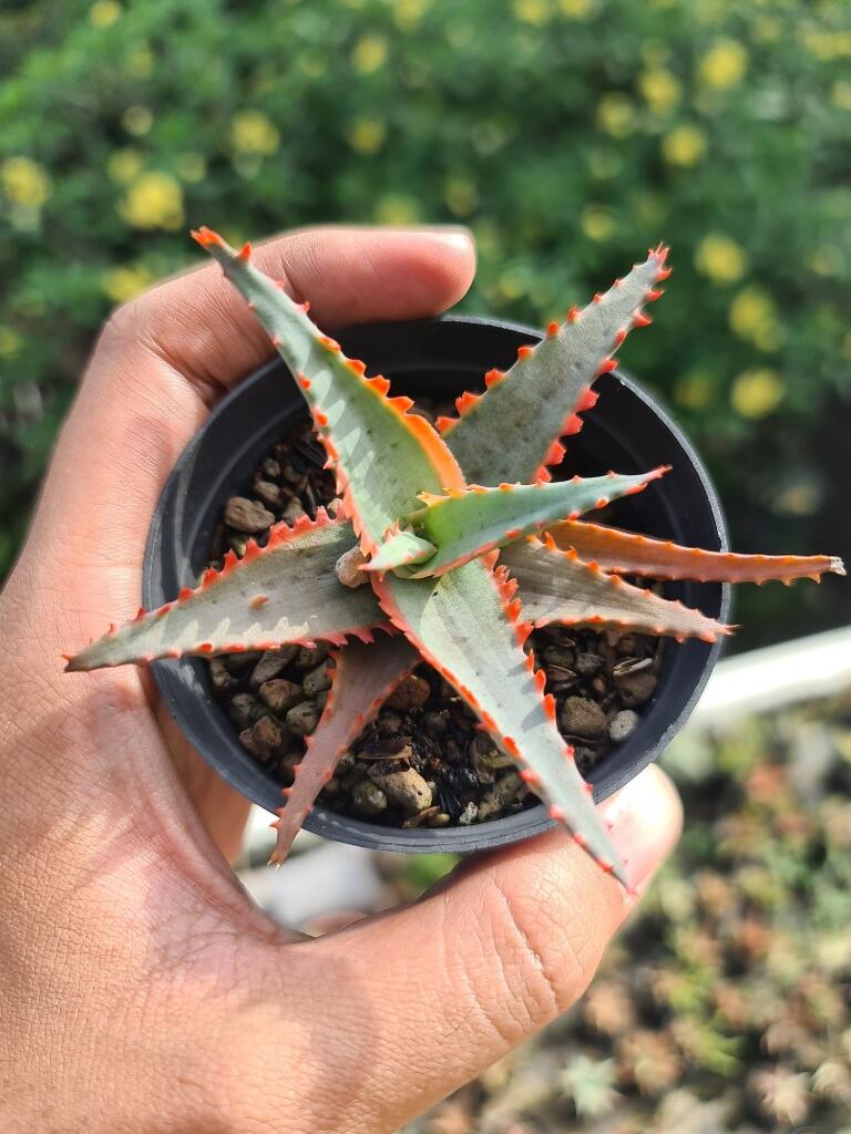 Lidah Buaya Hybrid ( Aloe Hybrid ) 