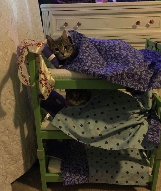 Kucing