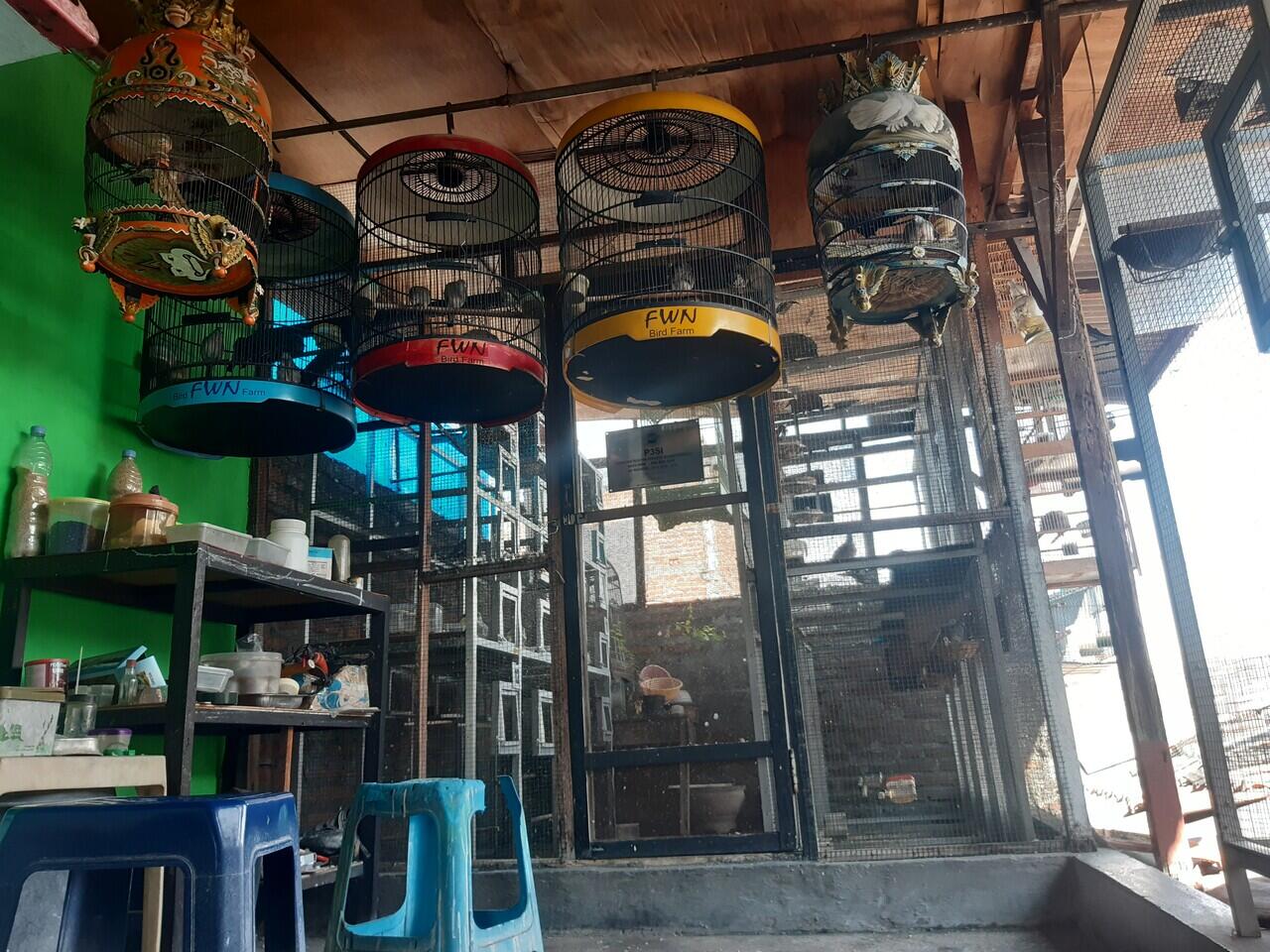 Jual burung perkutut bangkok