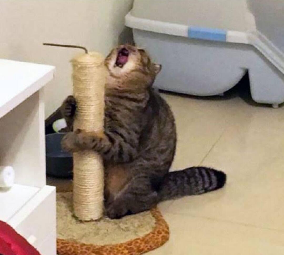 Gokil! 10 Pose Kucing Terkonyol Beserta Ilustrasi Gambarnya Pada Kertas