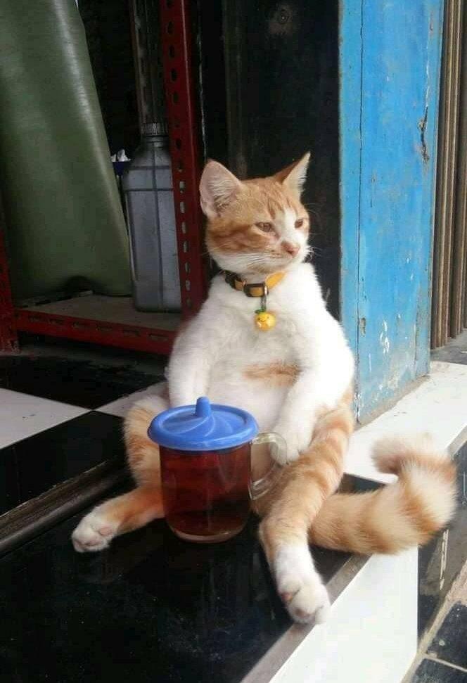 Seorang Pria Paksa Kucing Merokok, Apakah Akal Sehat Mulai Hilang? | KASKUS
