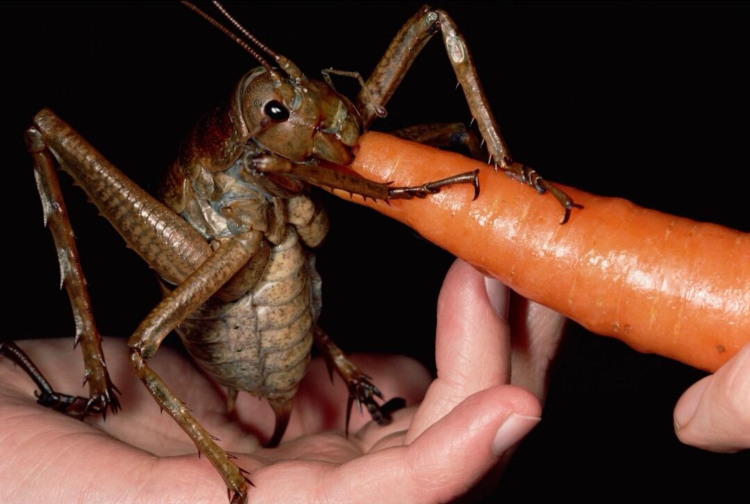 Giant Weta — Jangkrik Berukuran XXL yang Cocok Menjadi Peliharaanmu! 