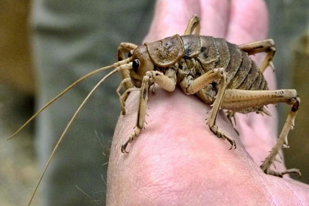 Giant Weta — Jangkrik Berukuran XXL yang Cocok Menjadi Peliharaanmu! 